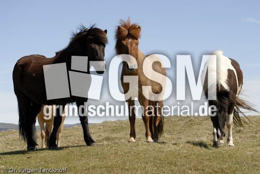 Islandpferde (43 von 50).jpg